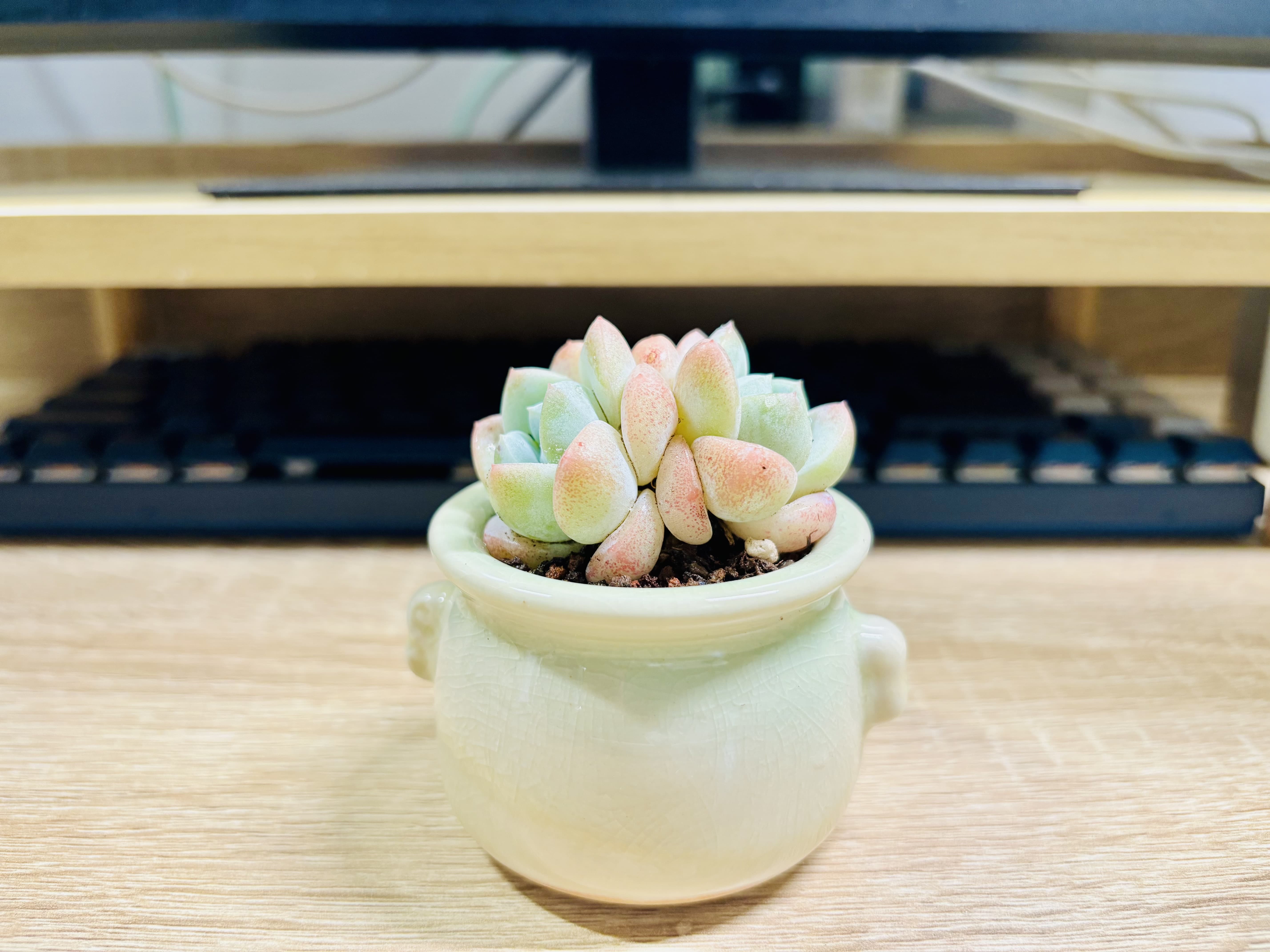 玉玉