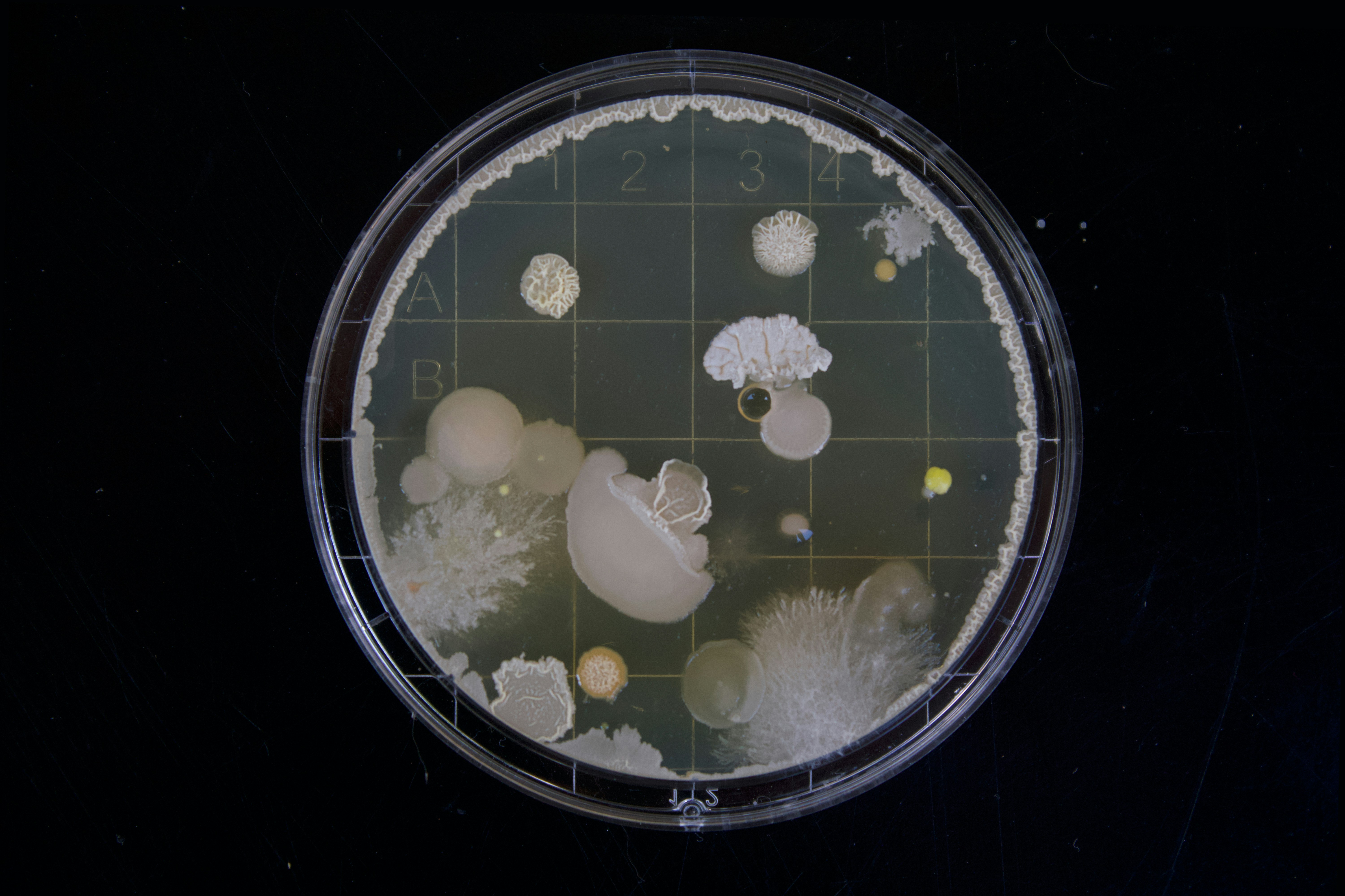 微生物学 02 - 原核微生物